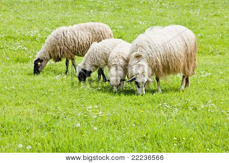 sheep on meadow, Bosnia and Hercegovina