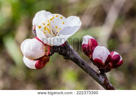 Apricot flowers on branch, prunus armeniaca, close up macro