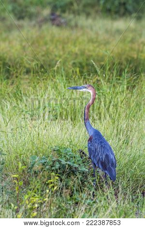 Goliath heron in Kruger national park, South Africa ; Specie Ardea goliath family of Ardeidae
