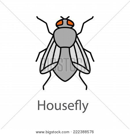 Housefly color icon. Musca domestica. Fly insect. Isolated vector illustration