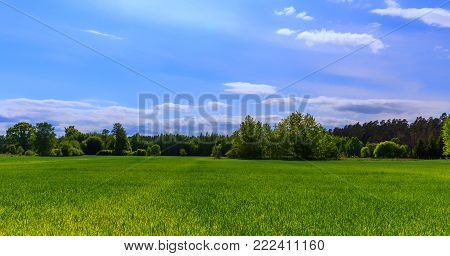 Young seedlings of flowers with garden tools on a white wooden table. Viola and lobelia, Gardening concept with watering can