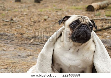 Cute Dog Breed Pug Wrapped In Blanket In Autumn Forest