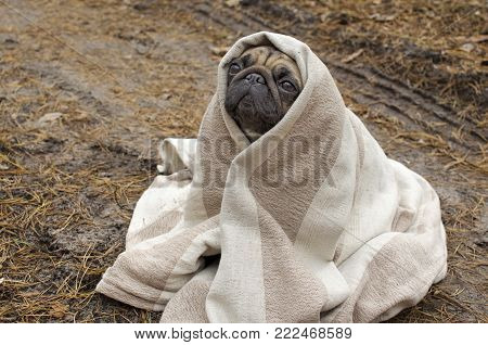 Cute Dog Breed Pug Wrapped In Blanket In Autumn Forest