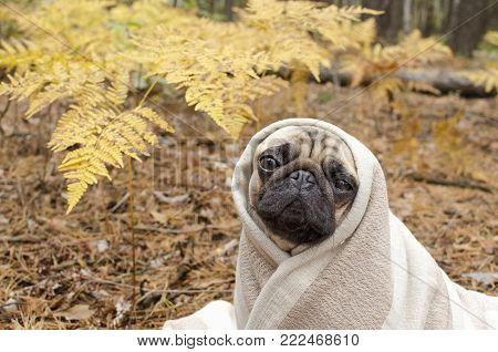 Cute Dog Breed Pug Wrapped In Blanket In Autumn Forest