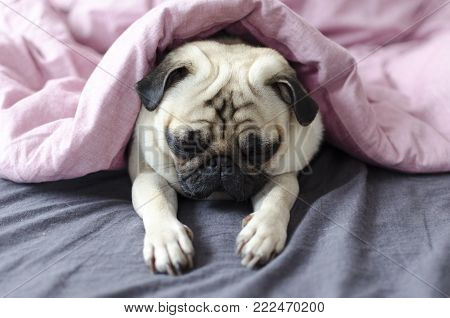 Dog Breed Pug  On The Master Knees