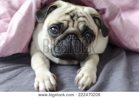 Dog Breed Pug  On The Master Knees