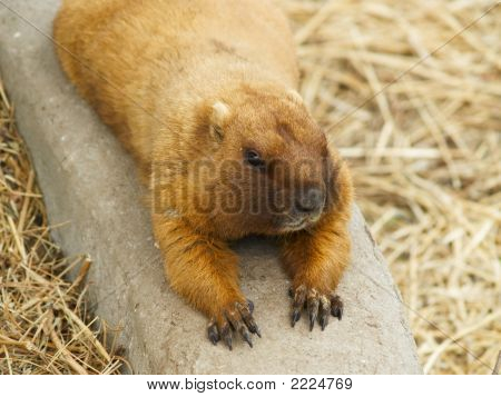 Gopher yatan.