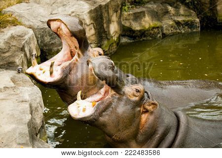 A couple of hippos in the river. The hippos opened their mouths waiting for food.