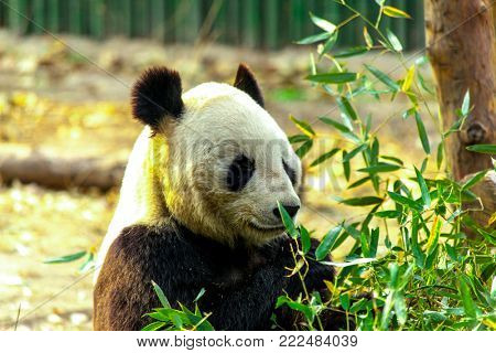 Giant Panda China. Panda eats bamboo.