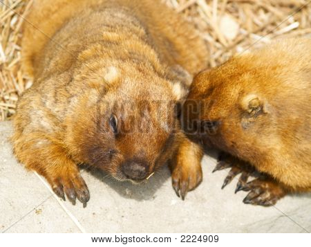 Gophers konuşuyor