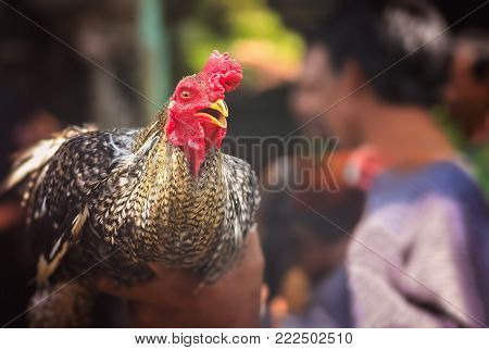 Rooster held in a hand by his owner ready for fighting in the illegal cockfights that take place on the Indonesian island of Bali, Asia
