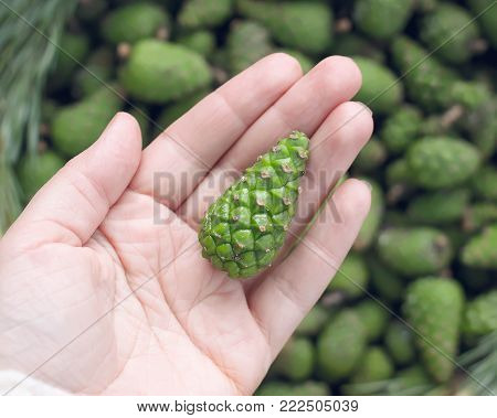 Green young fir tree cones prepared for homemade syrup cooking.