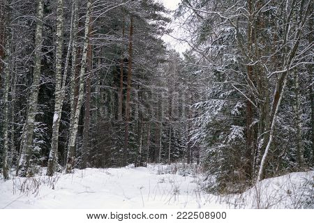the road through frozen forest with snow, a snowy winter in Central Russia, winter pine trees