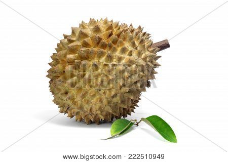 Durian and Durian leaf  isolated on white background, exotic fruit, king of fruits  in southeast Asia. The durian is distinctive for its large size, strong odour, and formidable thorn-covered rind.