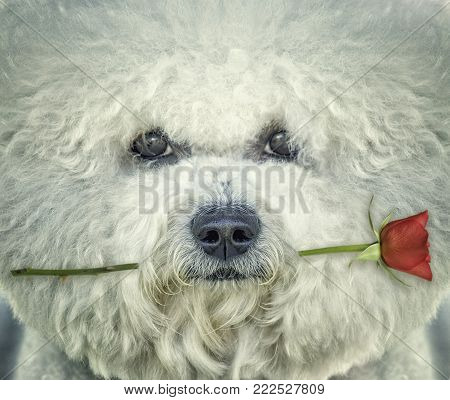 Valentines bishon frise dog with rose in his mouth
