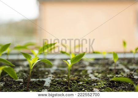 Young small sprouts flowers sprouted in tray for seedlings side view, selective focus