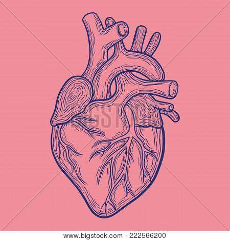 Hand drawn vector anatomic heart, blue outlines isolated on pink background