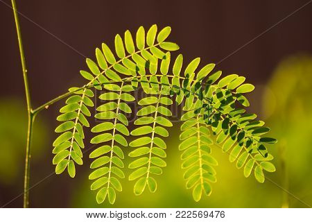 Green Leaf Of  Leucaena Leucocephala Tree
