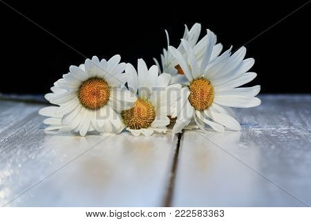 beautiful bouquet of delicate white flowers daisies on shiny wooden table