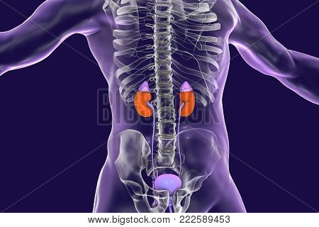 Human kidneys with adrenal glands inside the body, 3D illustration