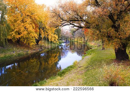 Autumn landscape. Autumn nature view. Autumn cloudy landscape of old autumn oak tree near the pond in cloudy autumn weather - autumn colorful nature. Autumn colored landscape view of autumn forest