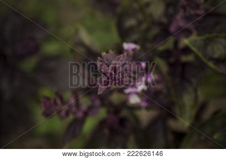 Osmin purple basil - fresh basil growing on a farm garden. macro close up, soft selective focus
