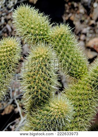 Cholla Jumping Cactus, Cylindropuntia fulgida, the jumping cholla, also known as the hanging chain cholla, is a cholla cactus native to Sonora and the Southwestern United States.