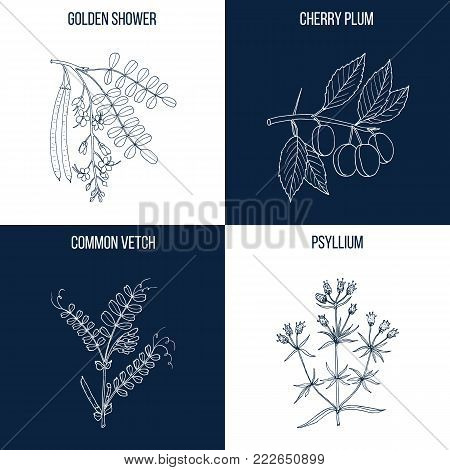 Vector collection of four hand drawn medicinal and eatable plants, golden shower, cherry plum, common vetch, psyllium