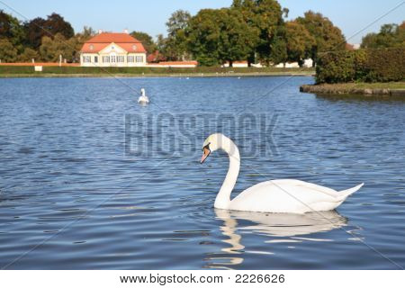 Swan v rybníku