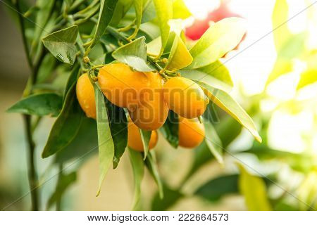 Orange Kumquat on the Tree, Exotic Fruits on branch and water drops on them with morning sun light effect. Close up shot.