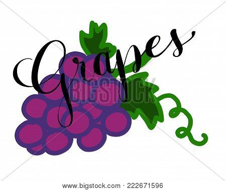 illustration of fresh red grapes for menu cards, cocktail cards, with lettered text, wine