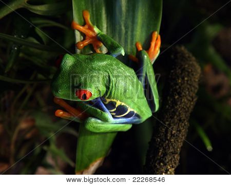 Raganella dagli occhi rossi