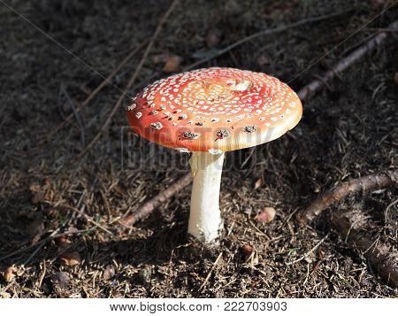 Flybane mushroom with red dappled hat in forest at Moravian-Silesian Beskids mountains in Czech Republic in 2017 warm autumn day, Europe on September.