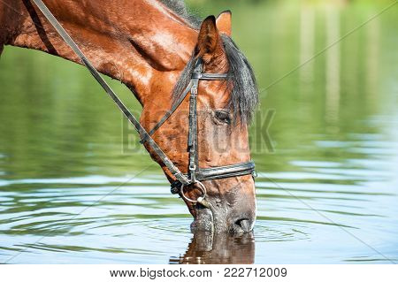 Portrait of chestnut horse drinking water in river. Outdoors summertime horizontal colored image.