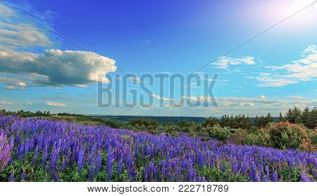 majestic landscape. Fantastic sunny day with flowering hills in the warm sunlight in the twilight. dramatic sky. beautiful morning scene. wonderful blooming field. soft selective focus
