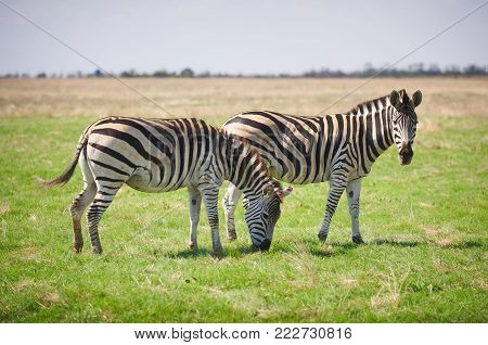 Two Zebras grazing on grass at summer day