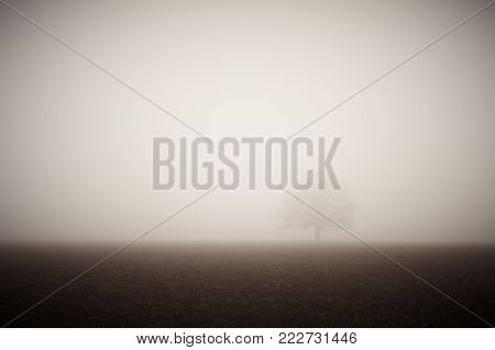 lonely bare oak in a field in a dense fog