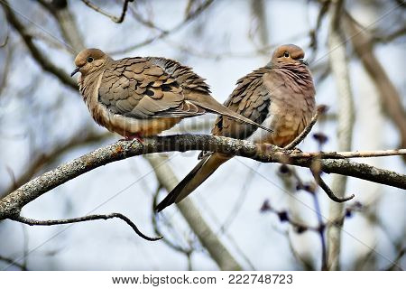 Romantic pair of American mourning doves zenaida macroura or rain dove perched on oak branch with light blue sky background