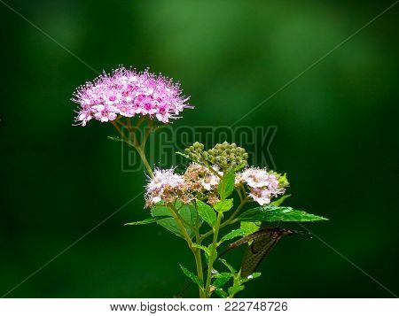 Japanese spiraea or Japanese meadowsweet or Korean spiraea - rosaceae spiraea japonica - with hidden Mayfly and dark background