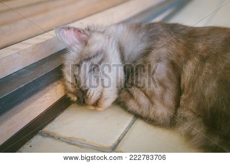 Cat of Maine Coon breed sleeping on the tile floor under with wooden.The Maine Coon is one of the largest domesticated breeds of cat. It has a distinctive physical appearance and valuable hunting skills.