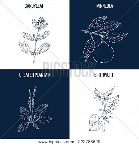 Vector collection of four hand drawn medicinal and eatable plants, candyleaf, minneola, greater plantain, birthwort