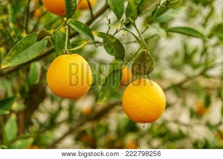 Mandarin organic citrus tree and green leafs. Natural fresh food and sweet orange mandarine fruit closeup. Beautiful healthy garden branch.