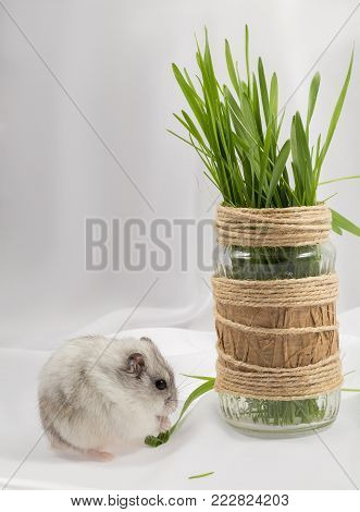 small gray jungar hamster on a white background gnawing a blade of grass
