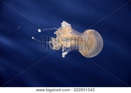 A puntined Jellyfish in the aquarium. Blue Background.