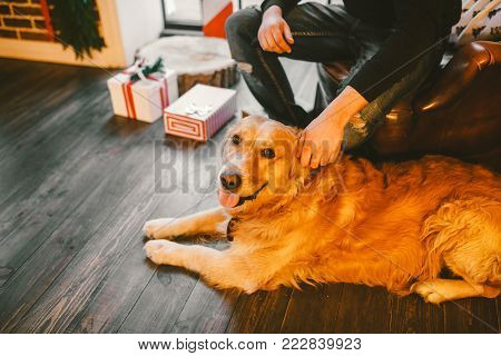 golden retriever, labrador lies next to the owner feet a male. hand of man stroking dog.In the interior of house on wooden floor near the window with a Christmas, Christmas decor and boxes with gifts.