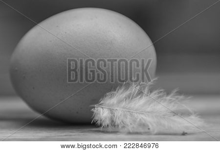 Monochrome close up photo of single egg.