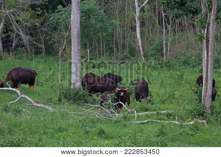 Gaur In The Nature Habitat In Thailand