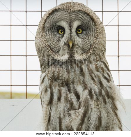 An owl in its cage at the burren bird sanctuary, Co. Clare