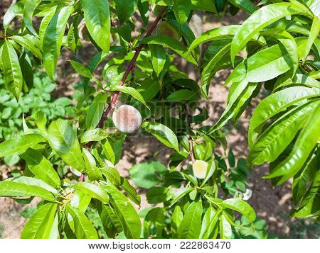 unripe fruit on peach tree on backyard of townhouse in summer day in Gerolstein city, Germany