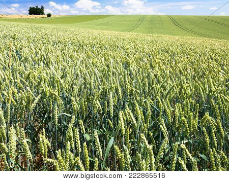 country landscape - view of green wheat field in Picardy region of France in summer day